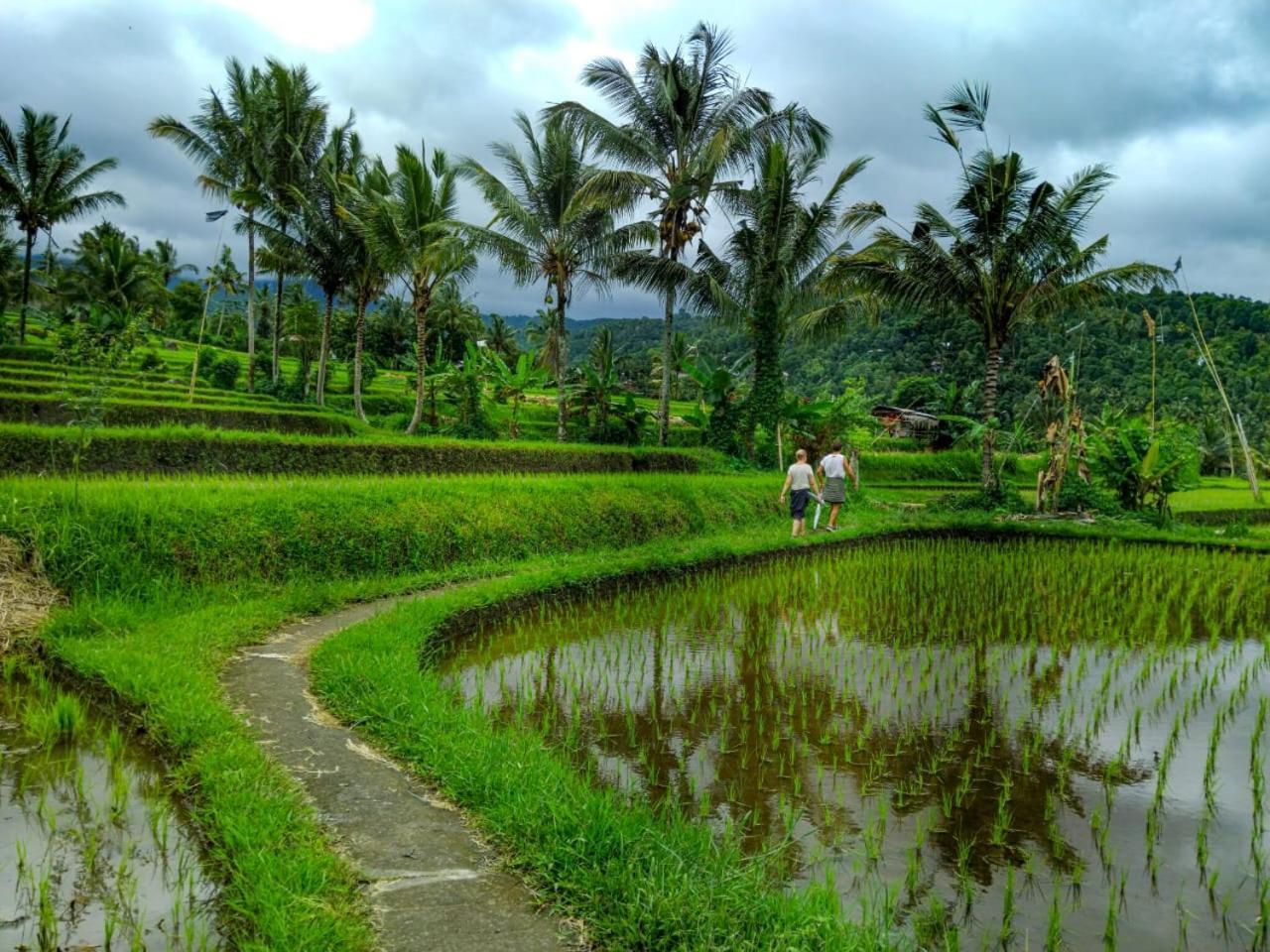Puri Pilihani Hostel Munduk  Bagian luar foto